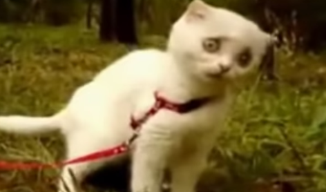 Dramatic Cat – Too Funny