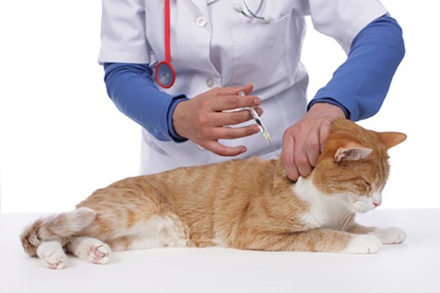 Are We Over Vaccinating Our Cats?