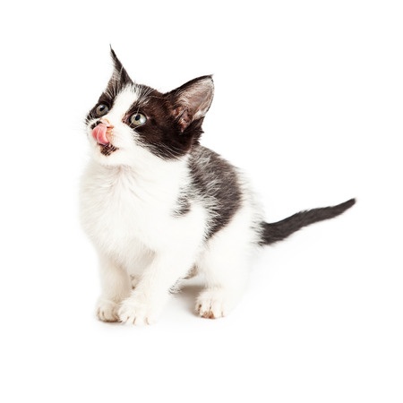 Healthy Cat Treats – Why It Matters