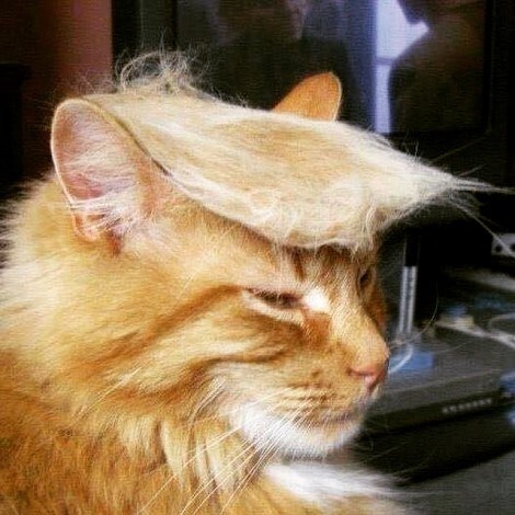 Why My Cat Could Have Won the GOP Debate