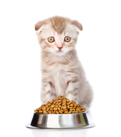 Why Cats Need Nutritional Supplements