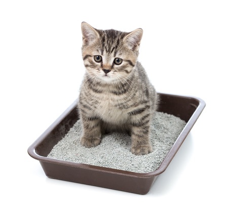 Urinary Tract Infections in Cats
