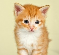 Cats Require More Than Processed Foods
