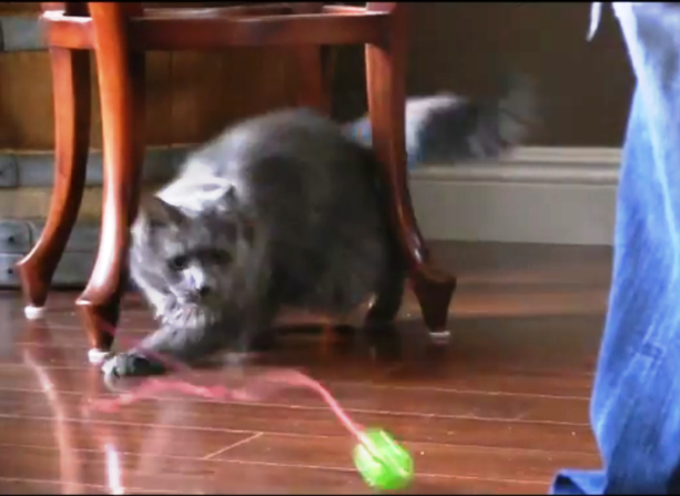 Happy Cats!