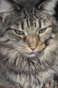 Our Oliver Twist (aka - Mr. Twister)