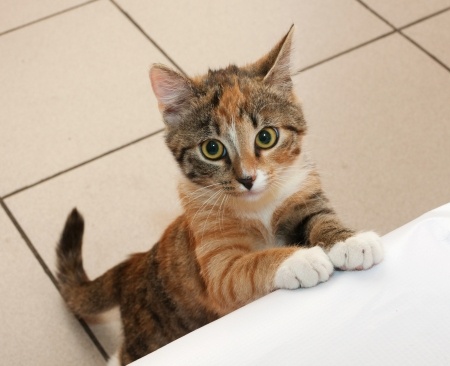 Treating & Preventing Roundworms In Cats