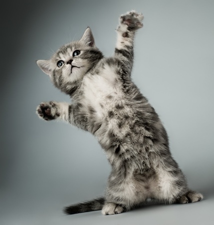 3 Reasons Why Cats Make The Best Pets