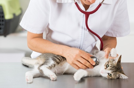 Feline Idiopathic Cystitis (FIC) and Stress