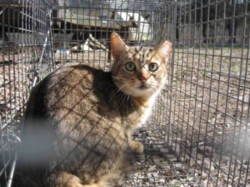 What Is TNR?