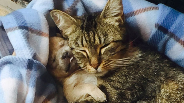 Adorable Puppy Adopted By Mother Cat & Kittens