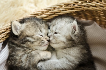 FIV – What To Know