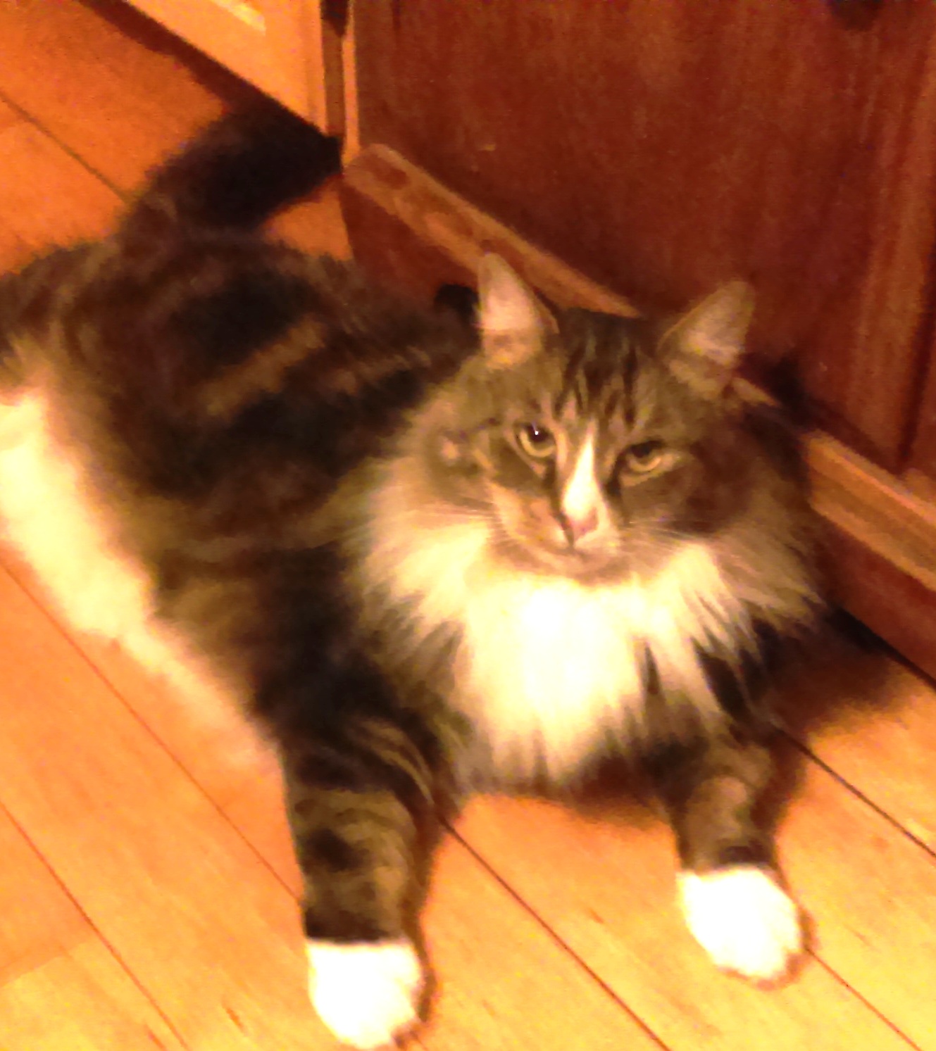 Cats With ‘M’ On Their Head