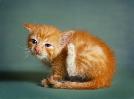 Cat Ear Mites – What To Do