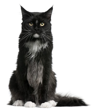 5 Ways To Help Senior Cats