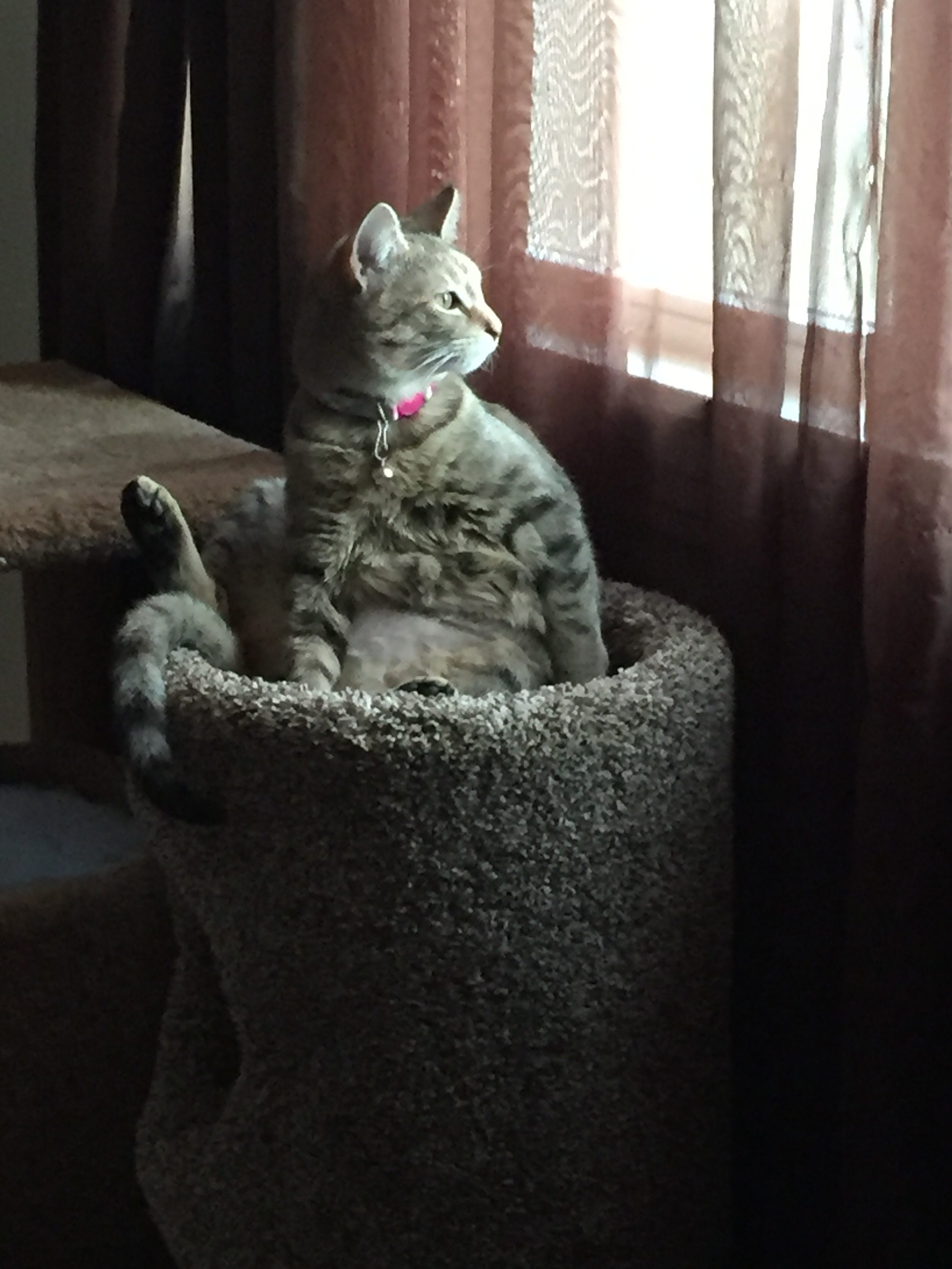 Putting Cat Balls In Your Mouth