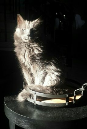 Prince Bittlesworth