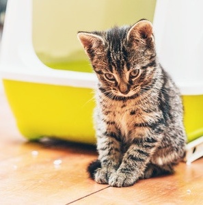 Remedies for Cat Constipation