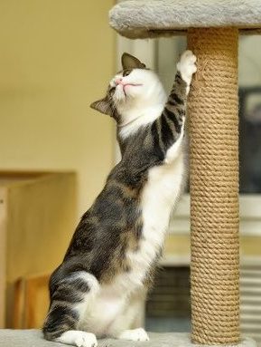 Declawing Cats – It’s Not Clipping Nails