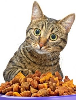 What’s Really In Cat Food?