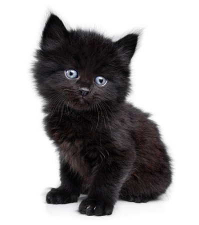 Feline Leukemia vs. FIV – The Good & The Bad