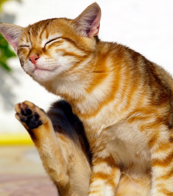 Side Effects of Cat Flea Treatments