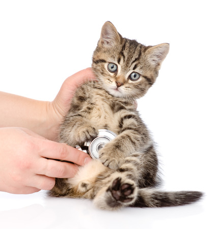A Cat’s Body Can Heal Itself