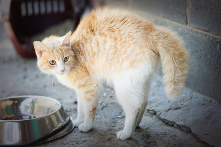 Cat Anxiety – 7 Triggers You Should Know