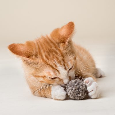 Purrfectplay – Approved Cat Toys