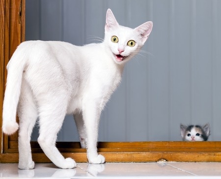 5 Common Cat Behavior Issues – What To Do