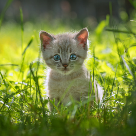 Is FeLV A Death Sentence?