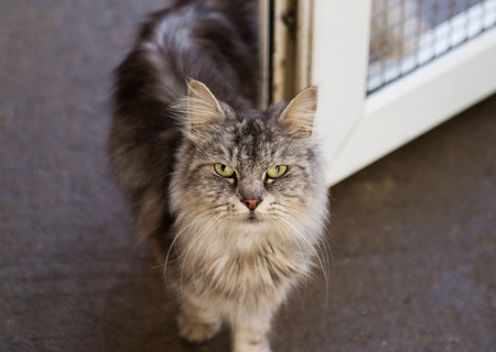 Rescuing Cats – Why It Matters