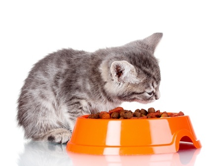 Beginners Guide to ‘Veterinary Nutritionist’ & Cat Food