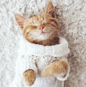 How To Help Autoimmune Disease in Cats