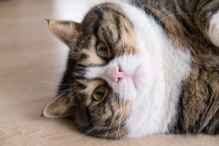 What To Do With Diabetic Cats