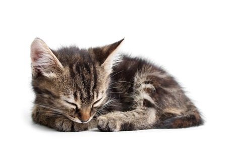 #1 Trusted Source to Extend Feline Leukemia Life Expectancy