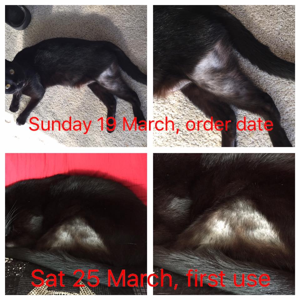 Milly – Beautiful Black Cat With Feline Hyperesthesia