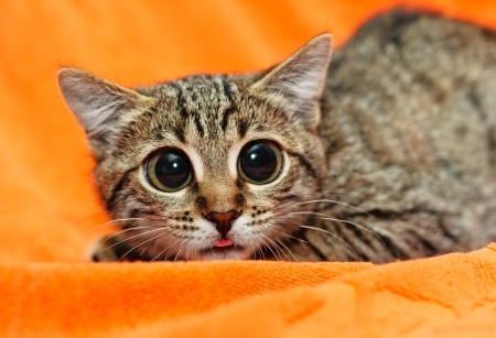 What To Do With A Stressed Out Cat