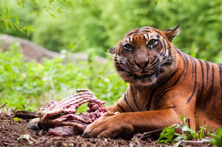 What Does “Species Appropriate” Mean?
