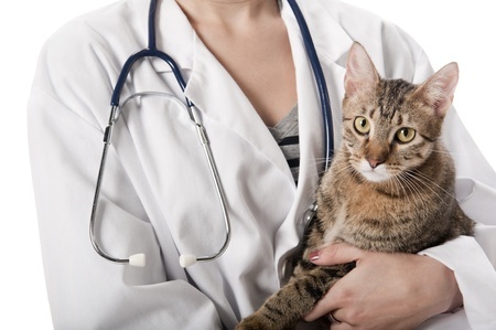 Vet Lies to Pet Parents at dvm360