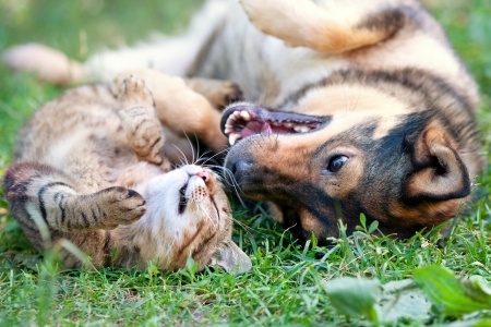 Does the term ‘PET’ include CATS?