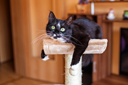 Pancreatitis in Cats – Important Info & Diet Help