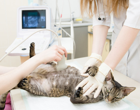 What No One Tells You About Carrageenan In Cat Food