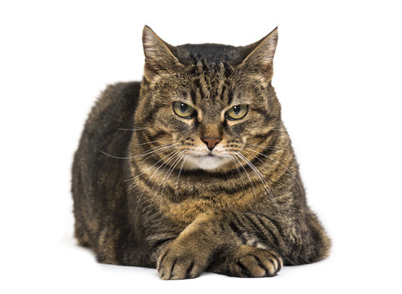 Does My Cat Need Anxiety Medication?