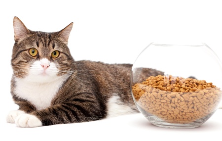 Help! My Cat Won’t Eat Anything New