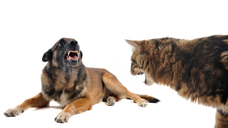 Don’t Let Raw Pet Food Brands Divide Fresh Food Feeders