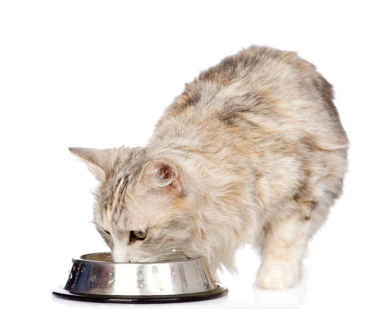 Recipe: How To Add Moisture To Your Cat’s Dry Food