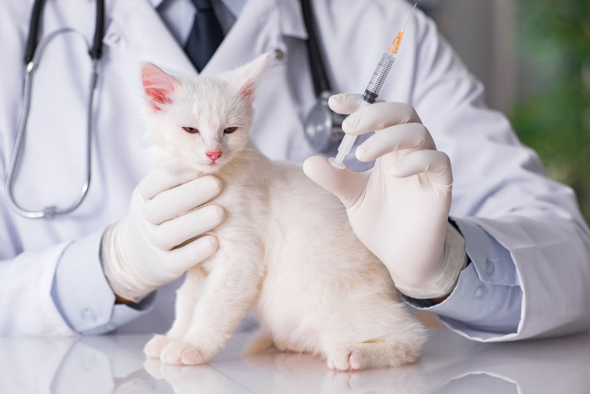 Vaccine Protocol For Kittens