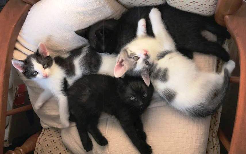 We’re Adopting Kittens!!!