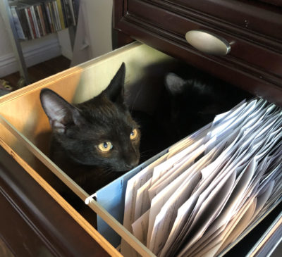 The Joys & Stresses of Kittens In The House