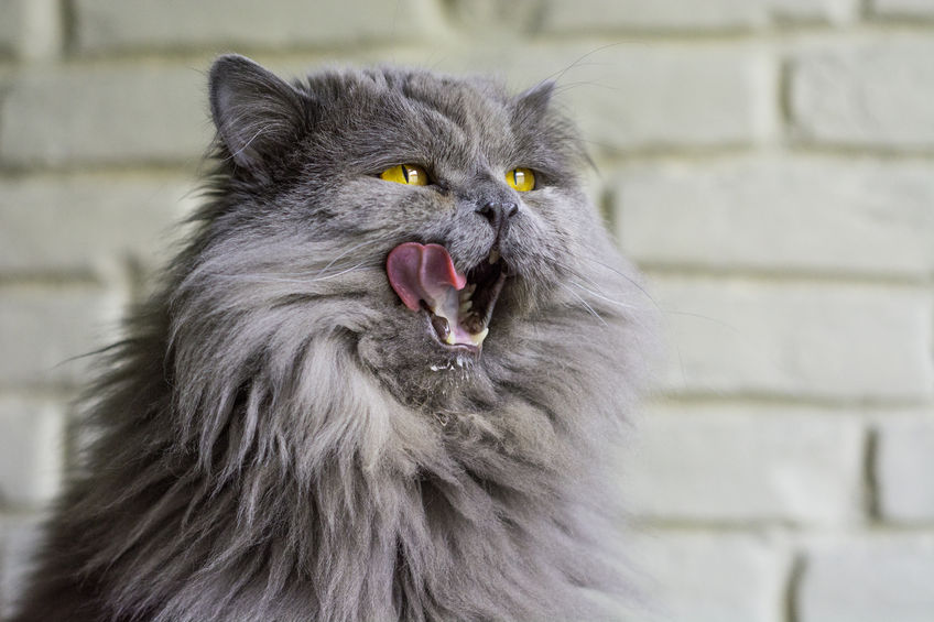 Cat Cannibalism – It’s A Thing.